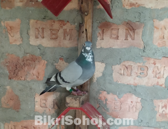 রেইছার